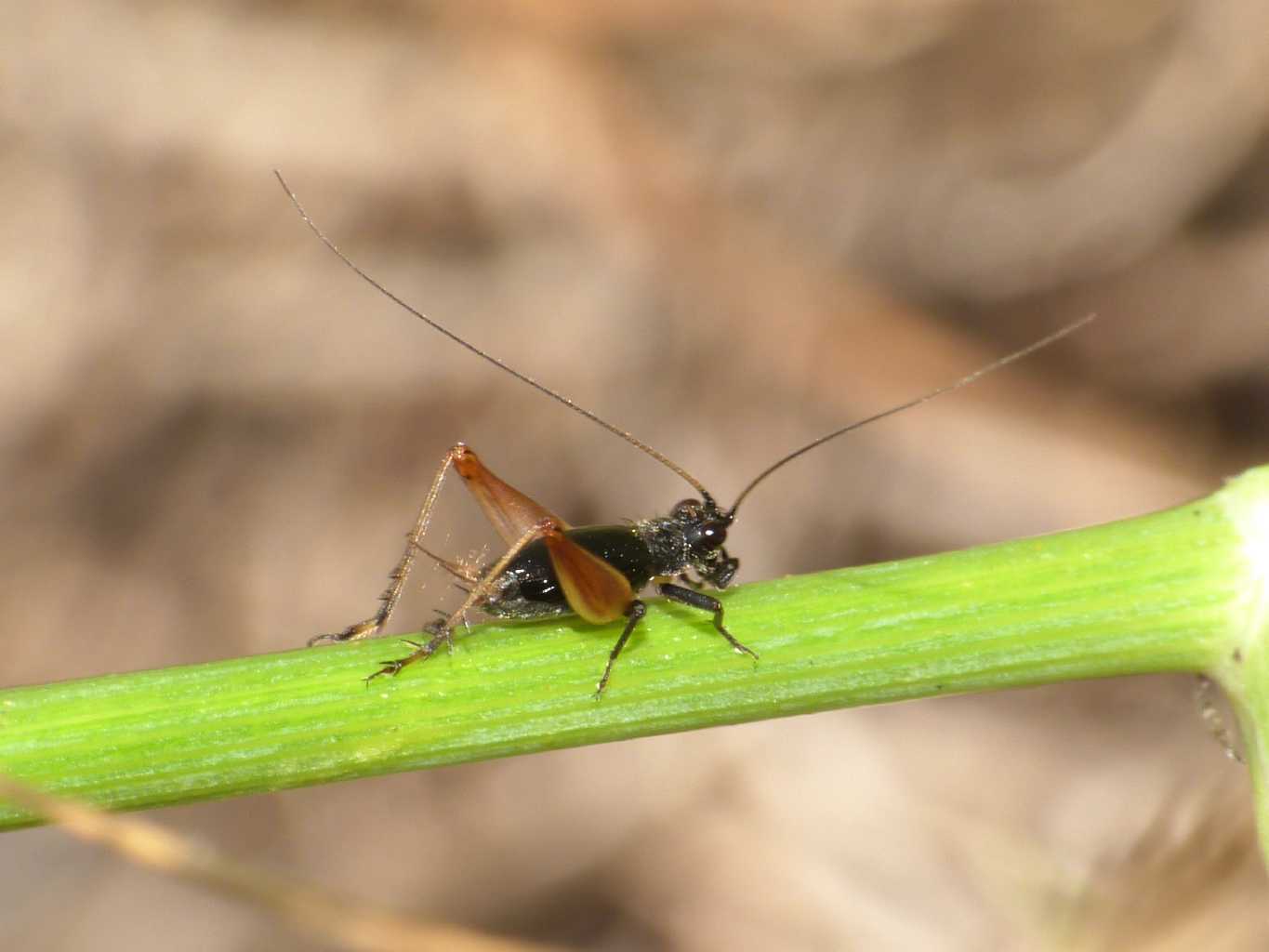 Ritratto di Trigonidium cicindeloides